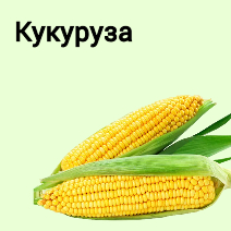 Семена кукурузы