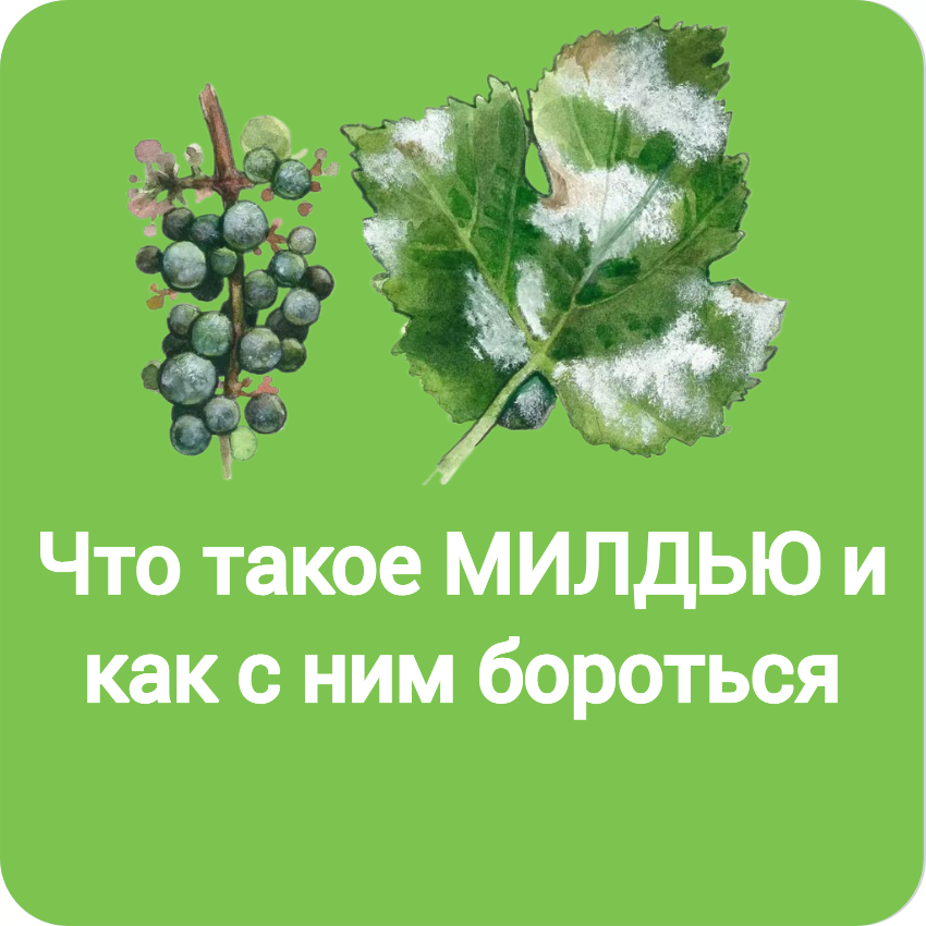 Что такое МИЛДЬЮ и как с ним бороться