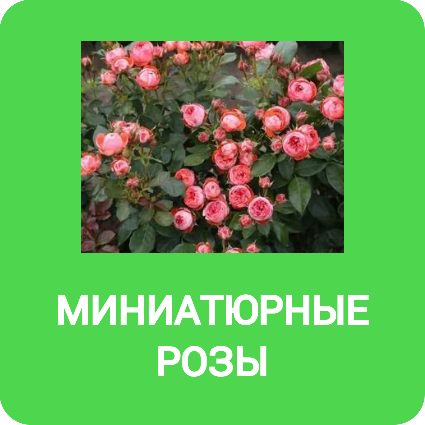 Миниатюрные розы