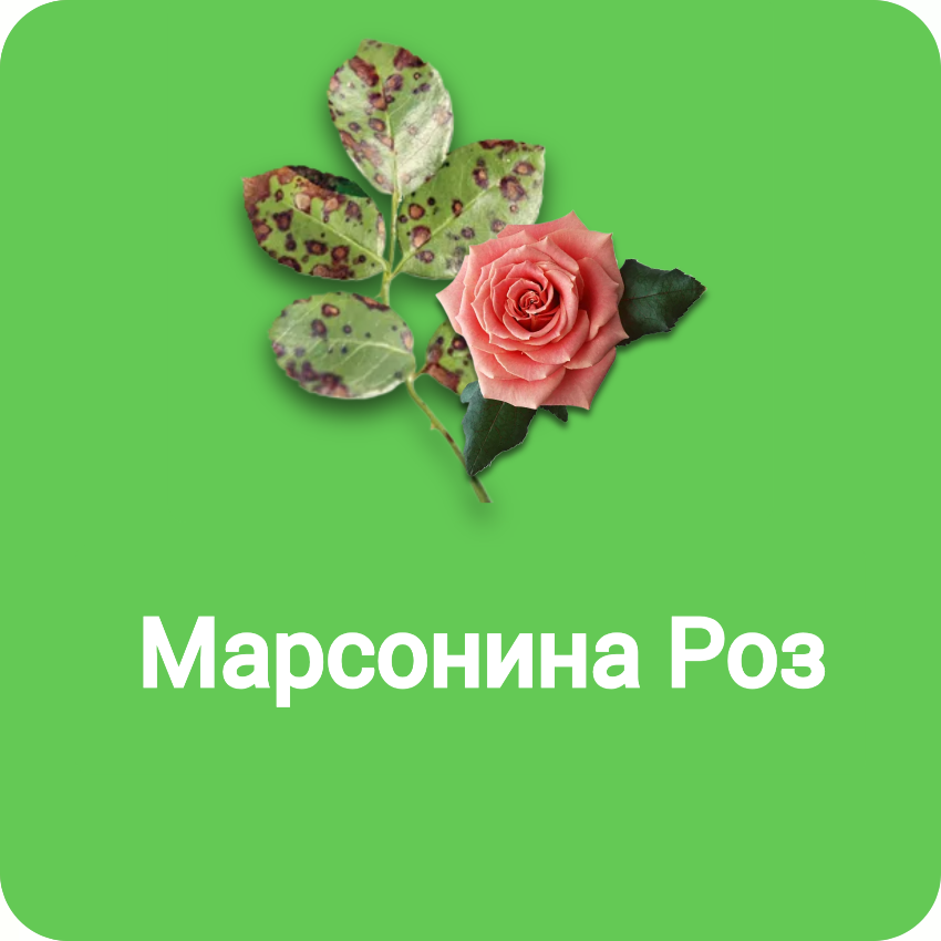 Марсонина Роз