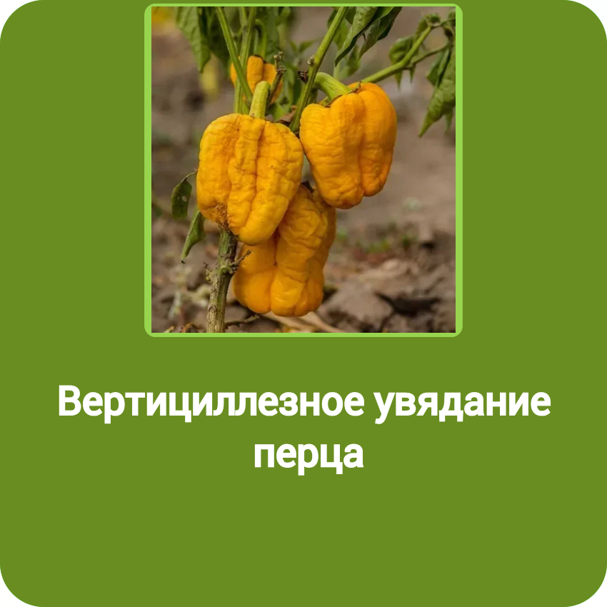 Вертициллезное увядание перца