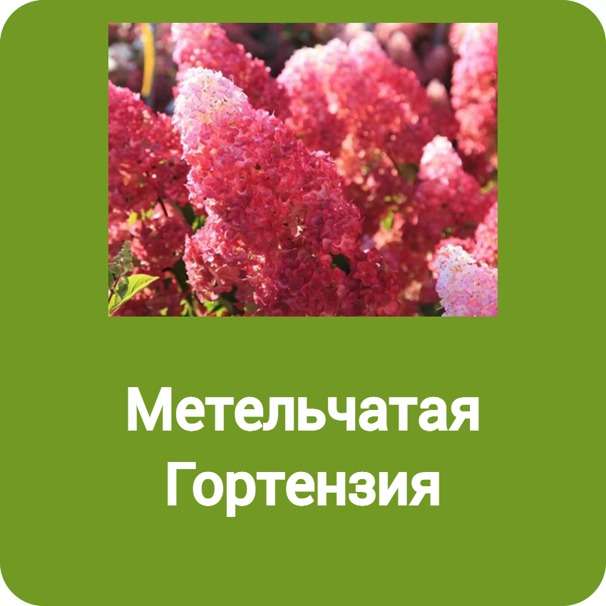 Метельчатая Гортензия