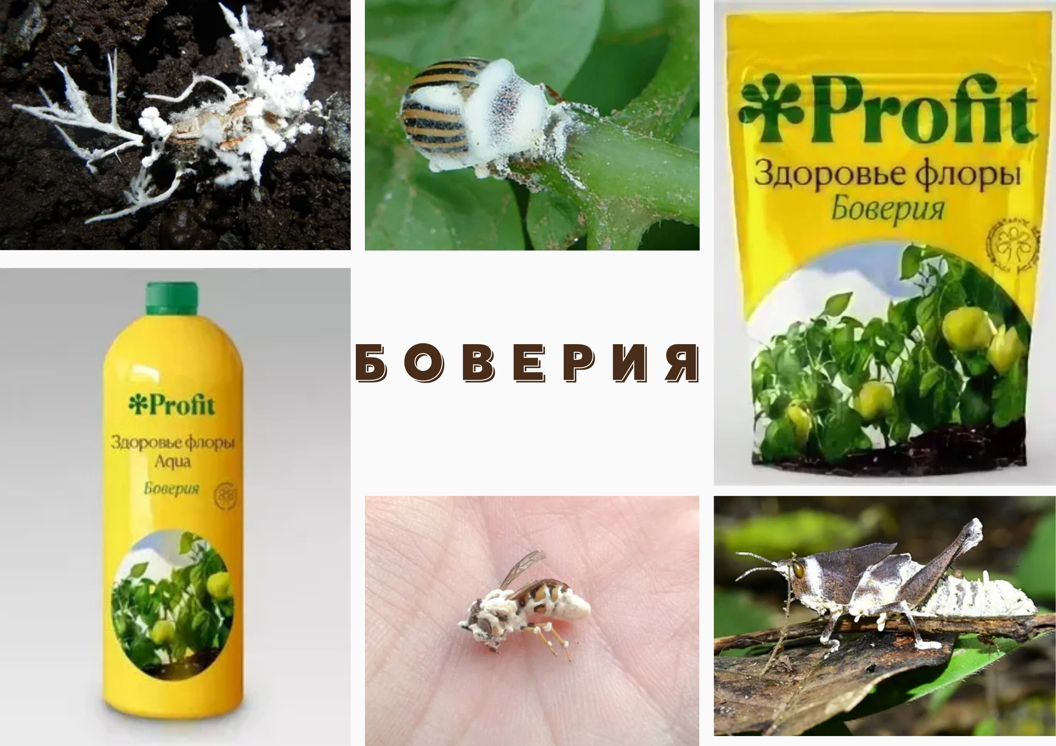 БОВЕРИЯ