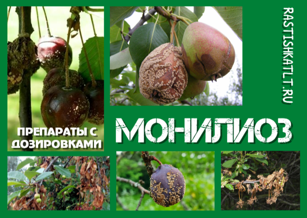 Монилиоз: Как распознать и спасти свои косточковые от плодовой гнили! 