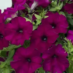 Петуния мультифлора Мамбо Джи Пи Дип Парпл 10 драже