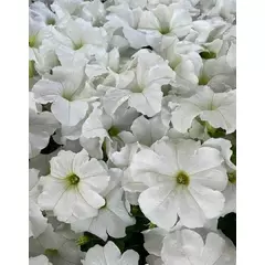 Петуния мультифлора Мамбо Джи Пи Вайт10 драже