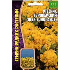 Утесник Европейский 30 шт РЕДКИЕ СЕМЕНА