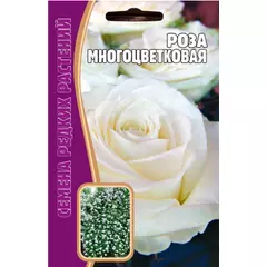 Роза Многоцветковая Белая 7 шт РЕДКИЕ СЕМЕНА