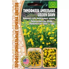Тимофилла ампельная Голден Дав 15 шт РЕДКИЕ СЕМЕНА