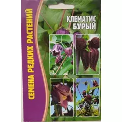 Клематис Бурый 4 шт РЕДКИЕ СЕМЕНА