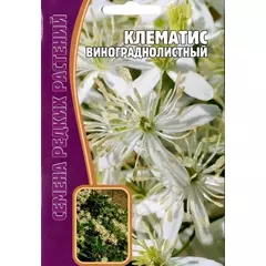 Клематис Винограднолистный 7 шт РЕДКИЕ СЕМЕНА