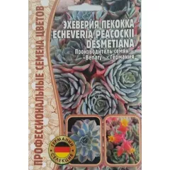 ЭХЕВЕРИЯ Пекокка 5 шт РЕДКИЕ СЕМЕНА