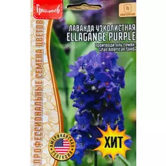 Лаванда ELEGANCE PURPLE 5 шт РЕДКИЕ СЕМЕНА
