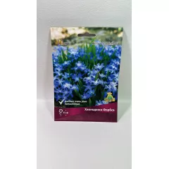 Хионодокса Форбса 10шт ПОИСК