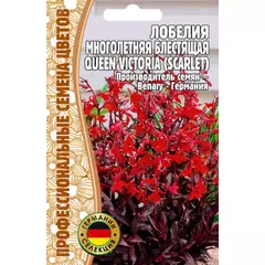 Лобелия многолетняя Квин Виктория 5 шт РЕДКИЕ СЕМЕНА