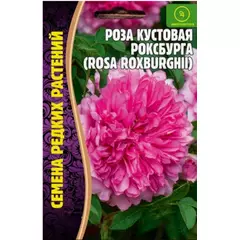 Роза кустовая Роксбурга 10 шт РЕДКИЕ СЕМЕНА