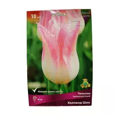 Тюльпан лилиецветный Холланд Шик 10 шт ПОИСК