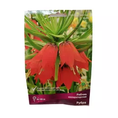 Рябчик императорский Рубра ПОИСК