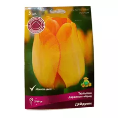Тюльпан дарвинов гибрид Дейдрим 5 шт ПОИСК