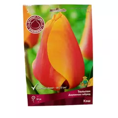 Тюльпан дарвиов гибрид Кэш 5 шт ПОИСК