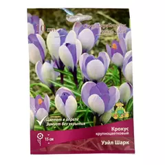 Крокус крупнокорончатый Уэйл Шарк 10 шт ПОИСК