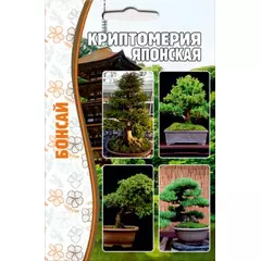 Криптомерия Японская 5 шт РЕДКИЕ СЕМЕНА