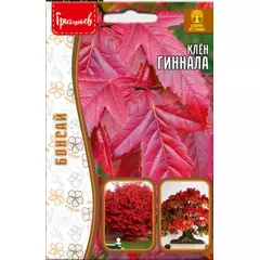 Клен Гиннала 20 шт РЕДКИЕ СЕМЕНА