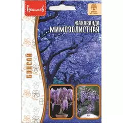Жакаранда Мимозолистная 5 шт РЕДКИЕ СЕМЕНА