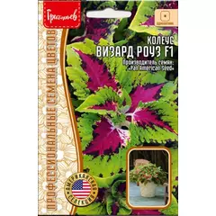 Колеус Визард Розе F1 5 шт РЕДКИЕ СЕМЕНА
