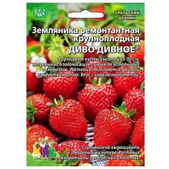 Земляника Диво Дивное ремонтантная 10 шт УРАЛЬСКИЙ ДАЧНИК