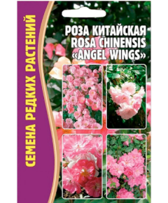 Роза китайская (ROSA CHINENSIS) ANGEL WINGS  10 шт РЕДКИЕ СЕМЕНА