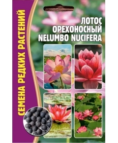 Лотос Орехоносный NELUMBO NUCIFERA 2 шт РЕДКИЕ СЕМЕНА