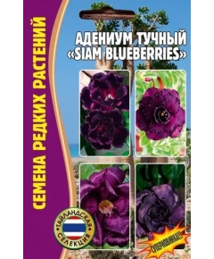 Адениум тучный SIAM BLUEBERRIES 3 шт РЕДКИЕ СЕМЕН