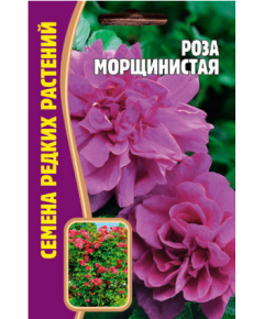 Роза Морщинистая (ROSA RUGOSA) 10 шт РЕДКИЕ СЕМЕНА