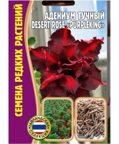 Адениум Тучный DESERT ROSE  PURPLEKING  3 шт РЕДКИЕ СЕМЕНА