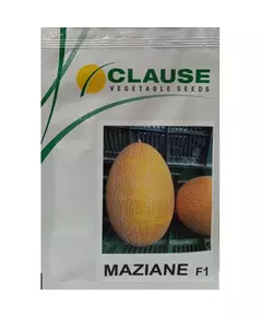 Дыня Мазиан 1000 шт CLAUSE ФРАНЦИЯ