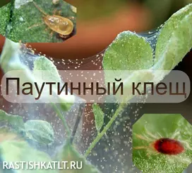 Паутинный клещ: как бороться