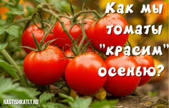 Секреты быстрого созревания помидор!