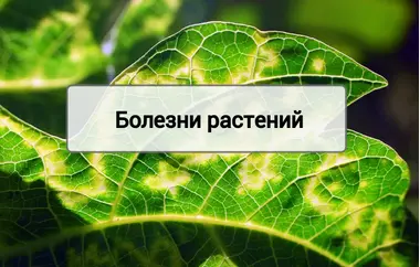 Болезни растений