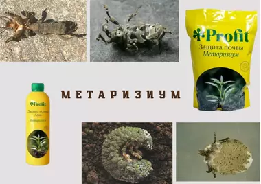 МЕТАРИЗИУМ