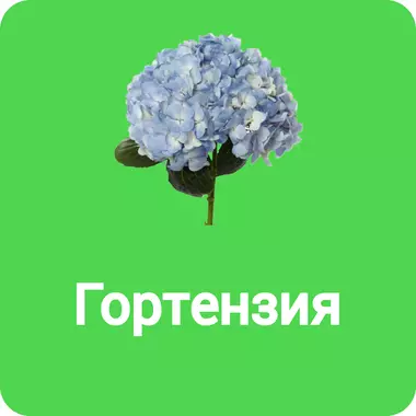 Гортензии