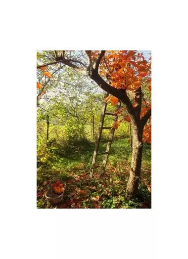 ОСЕННЯЯ ОБРАБОТКА САДА