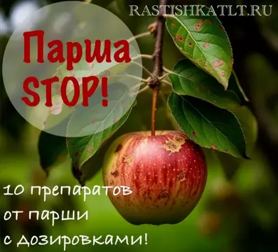 Парша яблони: ТОП-10 самых эффективных препаратов для спасения урожая!