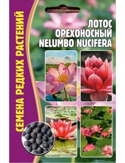 Лотос Орехоносный NELUMBO NUCIFERA 2 шт РЕДКИЕ СЕМЕНА