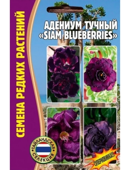 Адениум тучный SIAM BLUEBERRIES 3 шт РЕДКИЕ СЕМЕН