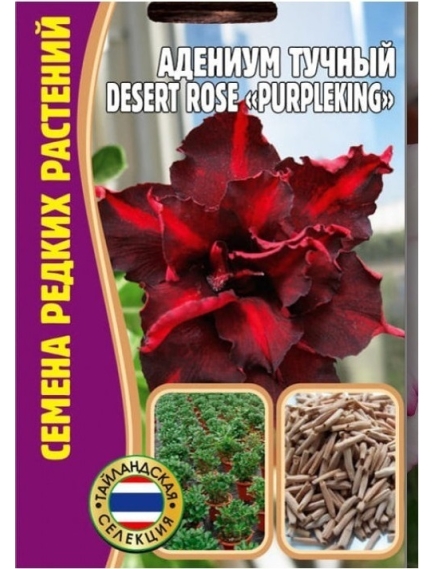 Адениум Тучный DESERT ROSE  PURPLEKING  3 шт РЕДКИЕ СЕМЕНА