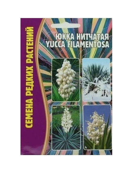 Юкка нитчатая  YUCCA FILAMENTOSA 15 шт РЕДКИЕ СЕМЕНА