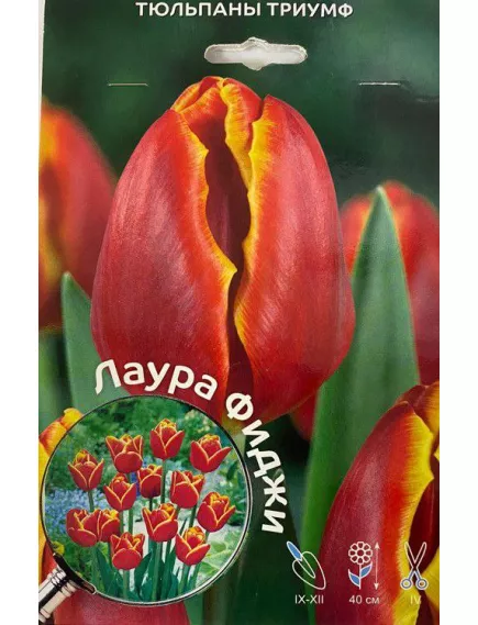 Тюльпан триумф Лаура Фиджи 5 шт