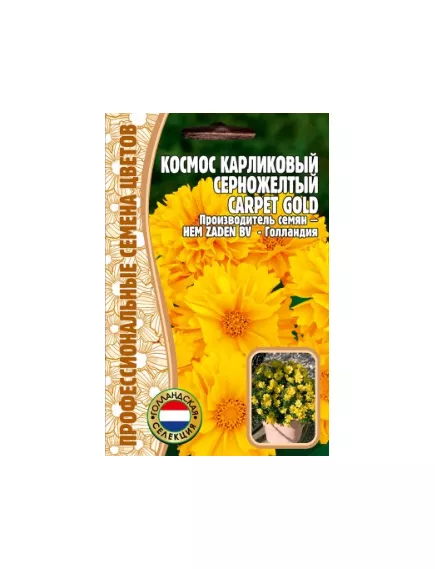 Космос Карпет Голд карликовый серножелтый 5 шт РЕДКИЕ СЕМЕНА