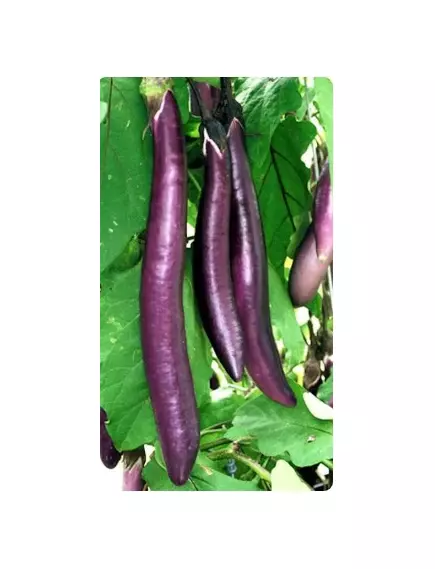 Баклажан Юкари F1 5 шт Сады Азии